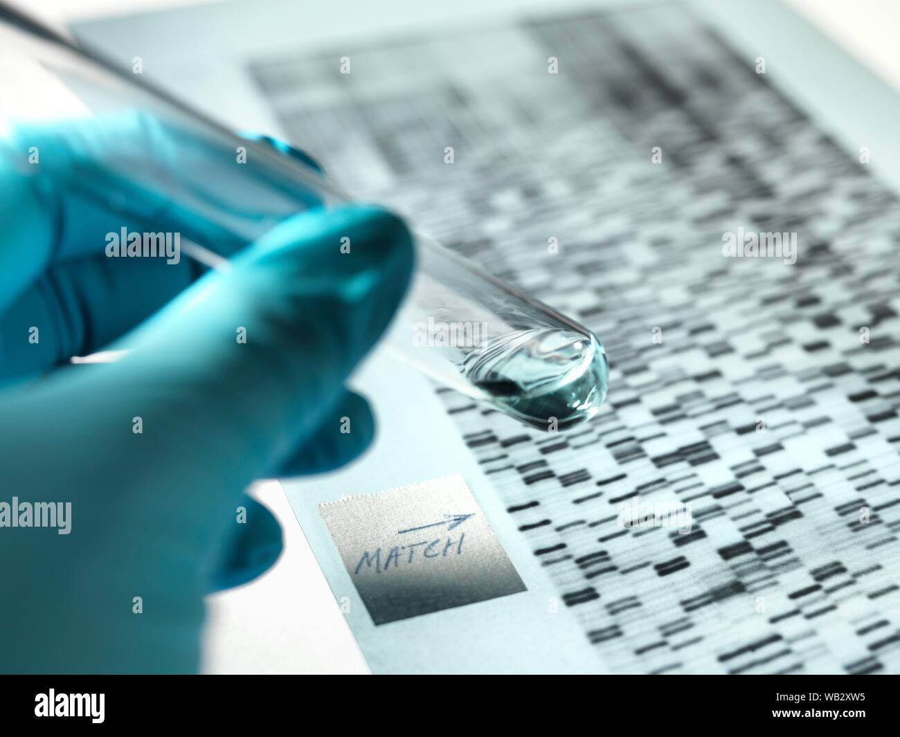 research. Test tube containing a diluted specimen of DNA