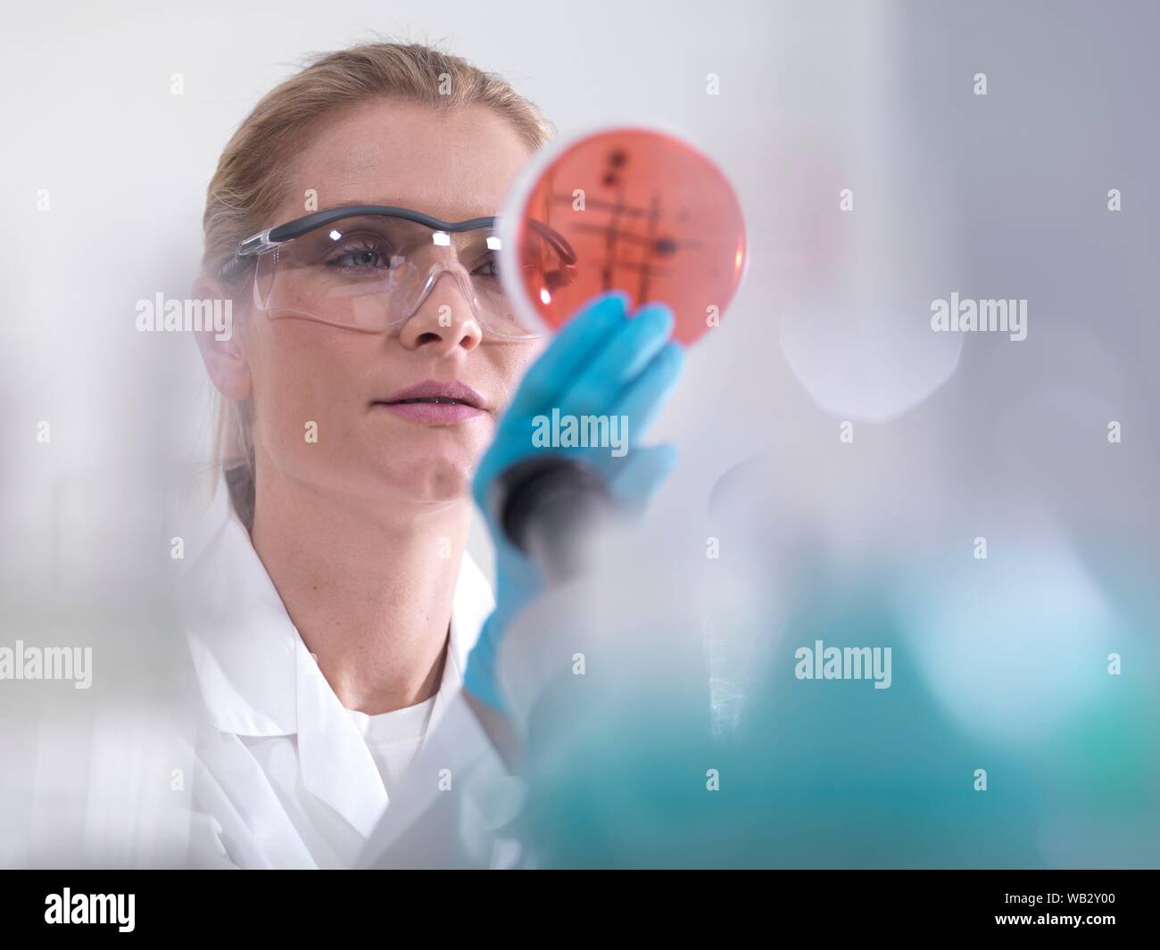 Microbiology research. Scientist examining bacterial cultures growing in petri dishes. Stock Photo