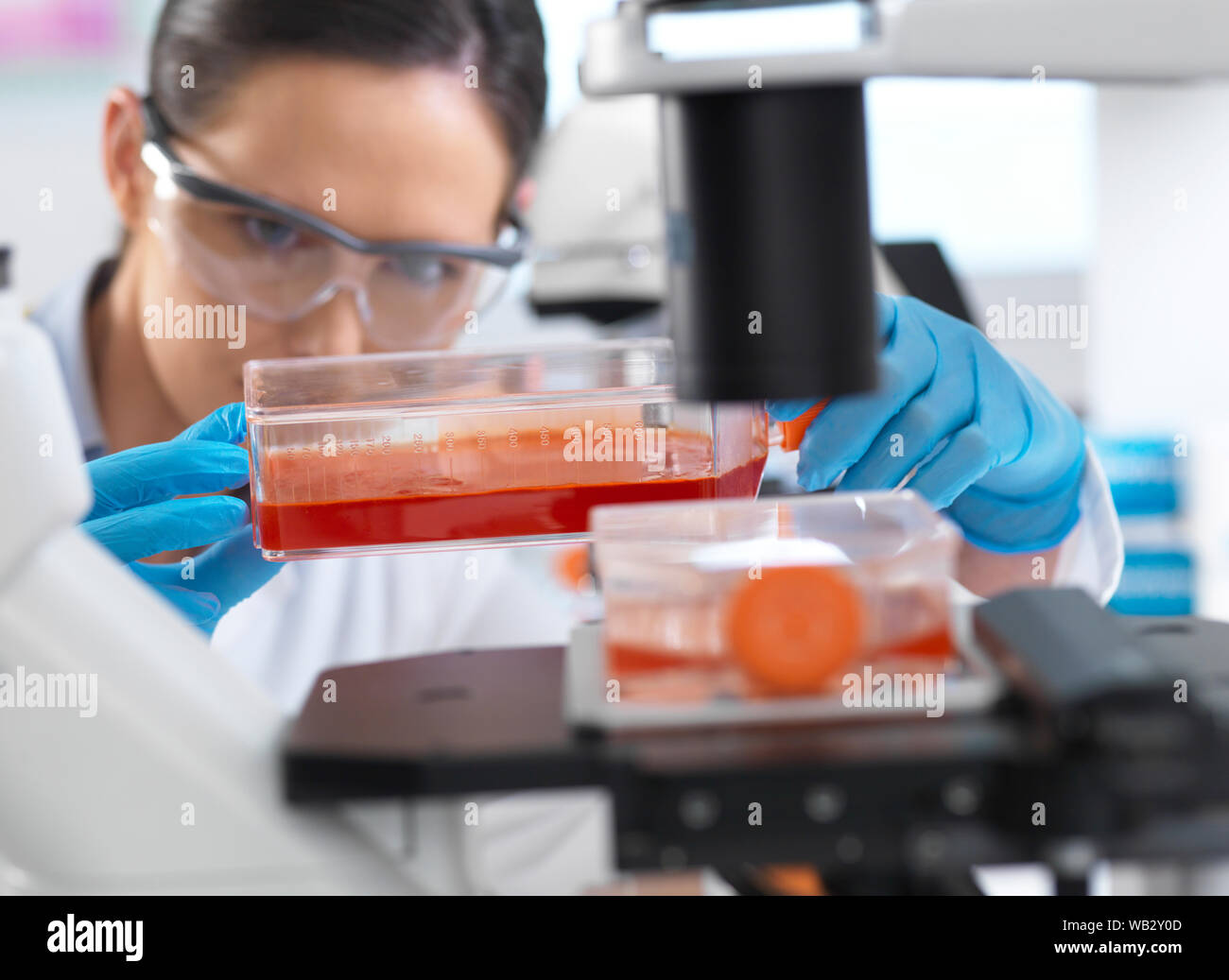 Stem cell research. Cell biologist placing a flask containing stem cells cultivated in red growth medium under a inverted microscope to check their development. Stock Photo