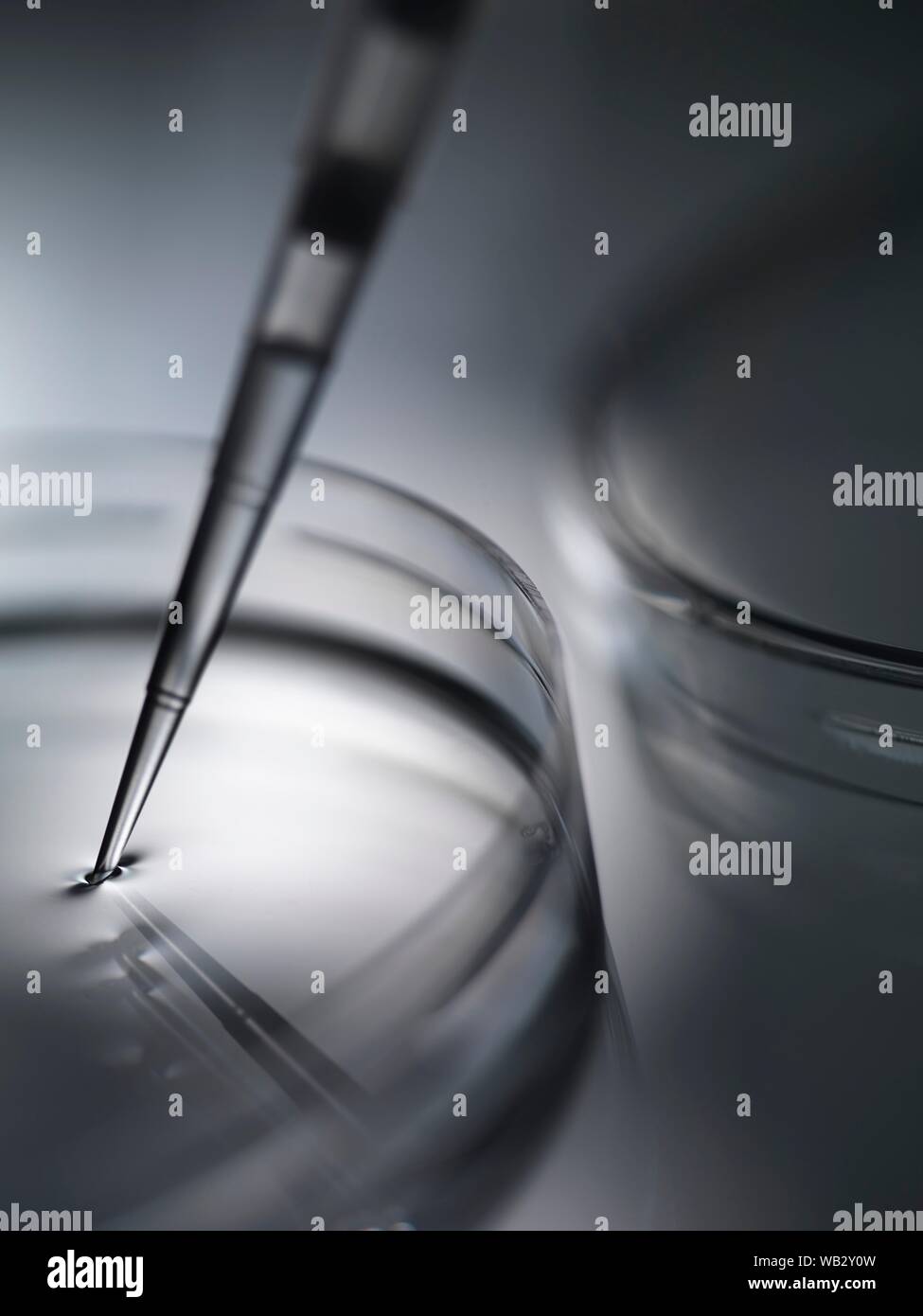 Biomedical research. Sample being pipetted into petri dishes containing medium. Stock Photo