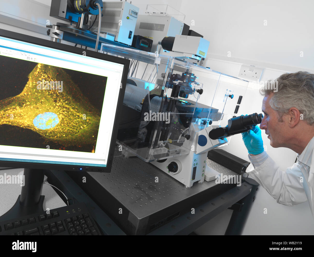 Stem cell research. Scientist using a confocal fluorescence microscope to view stem cells. Stock Photo