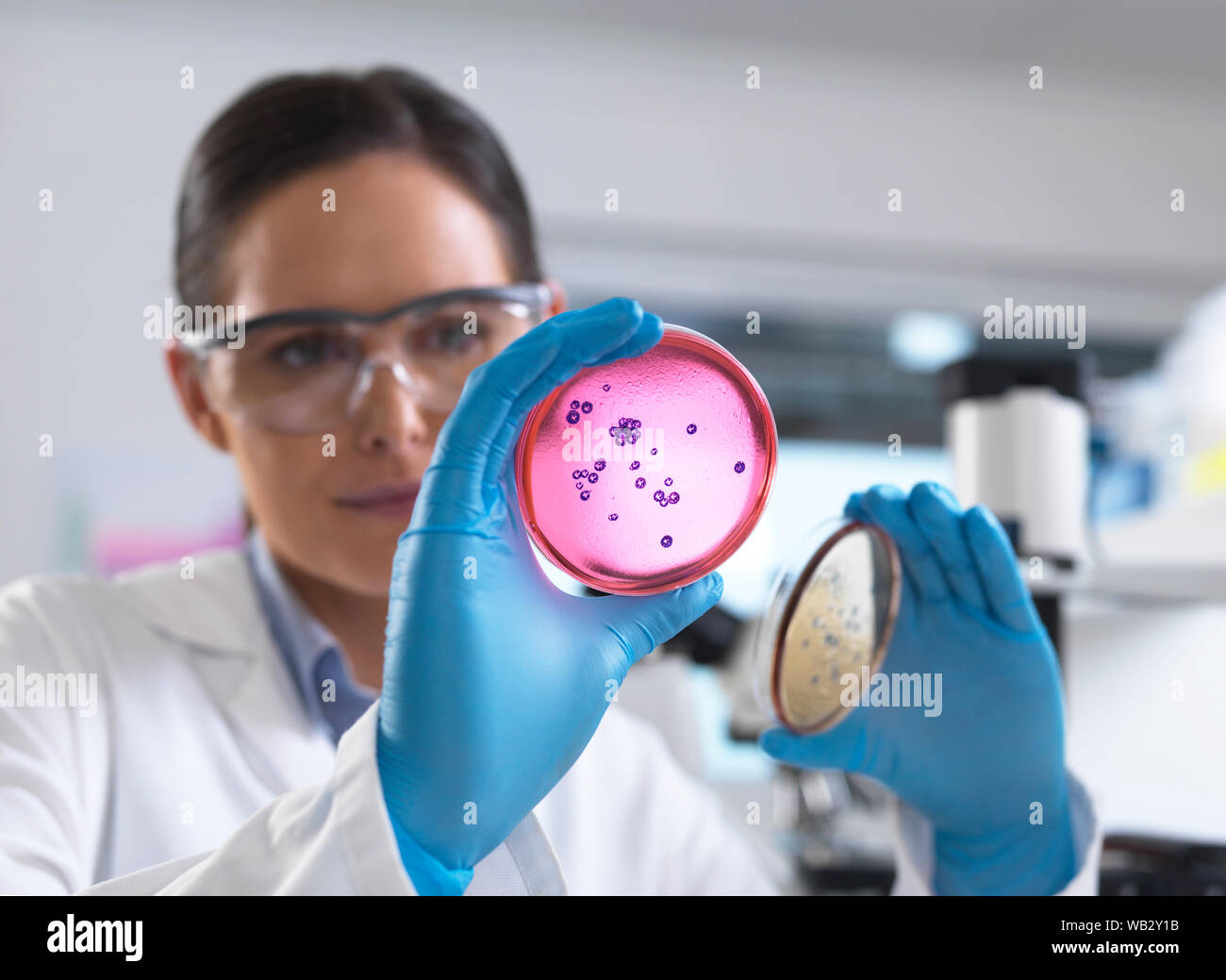 Microbiology research. Scientist examining bacterial cultures growing in petri dishes. Stock Photo