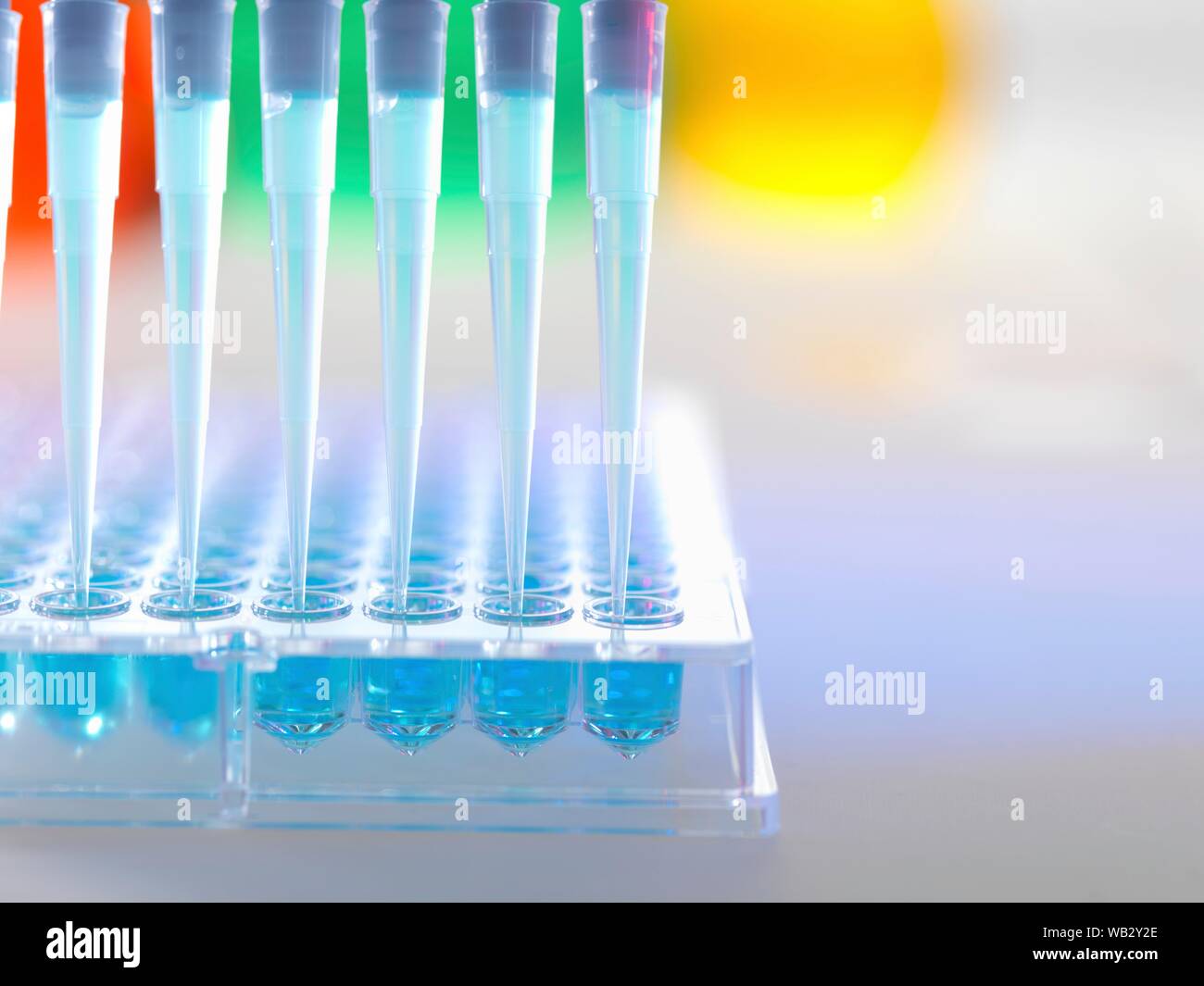 Multichannel pipette adding sample to multiwell plate ready for