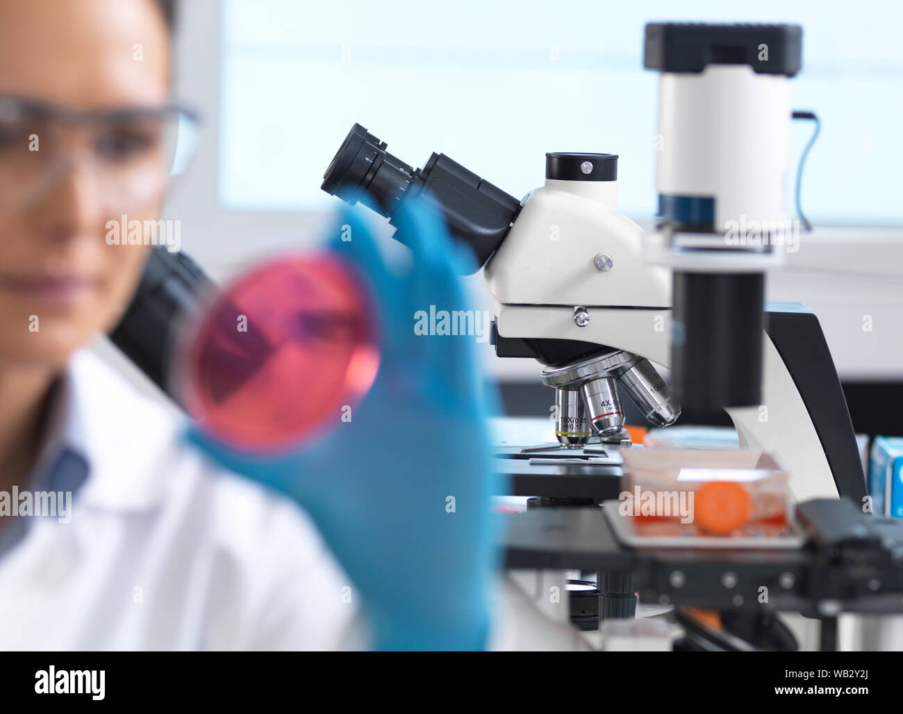 Microbiology research. Scientist examining bacterial cultures growing in a petri dish. Stock Photo