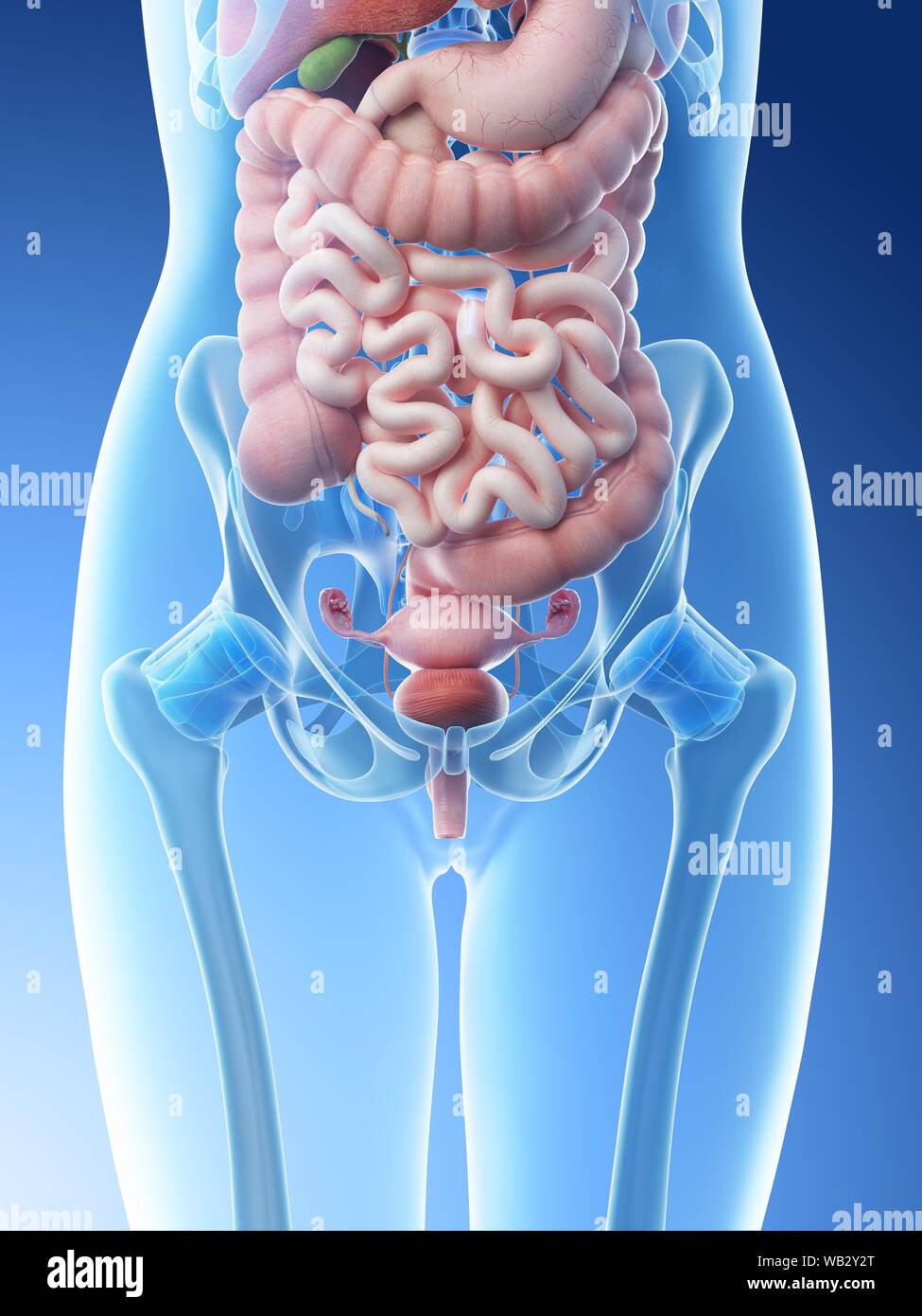 3d Abdomen Abdominal Anatomical High Resolution Stock Photography And Images Alamy