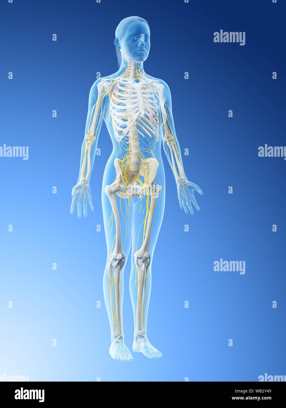 Female nervous system, computer illustration Stock Photo - Alamy