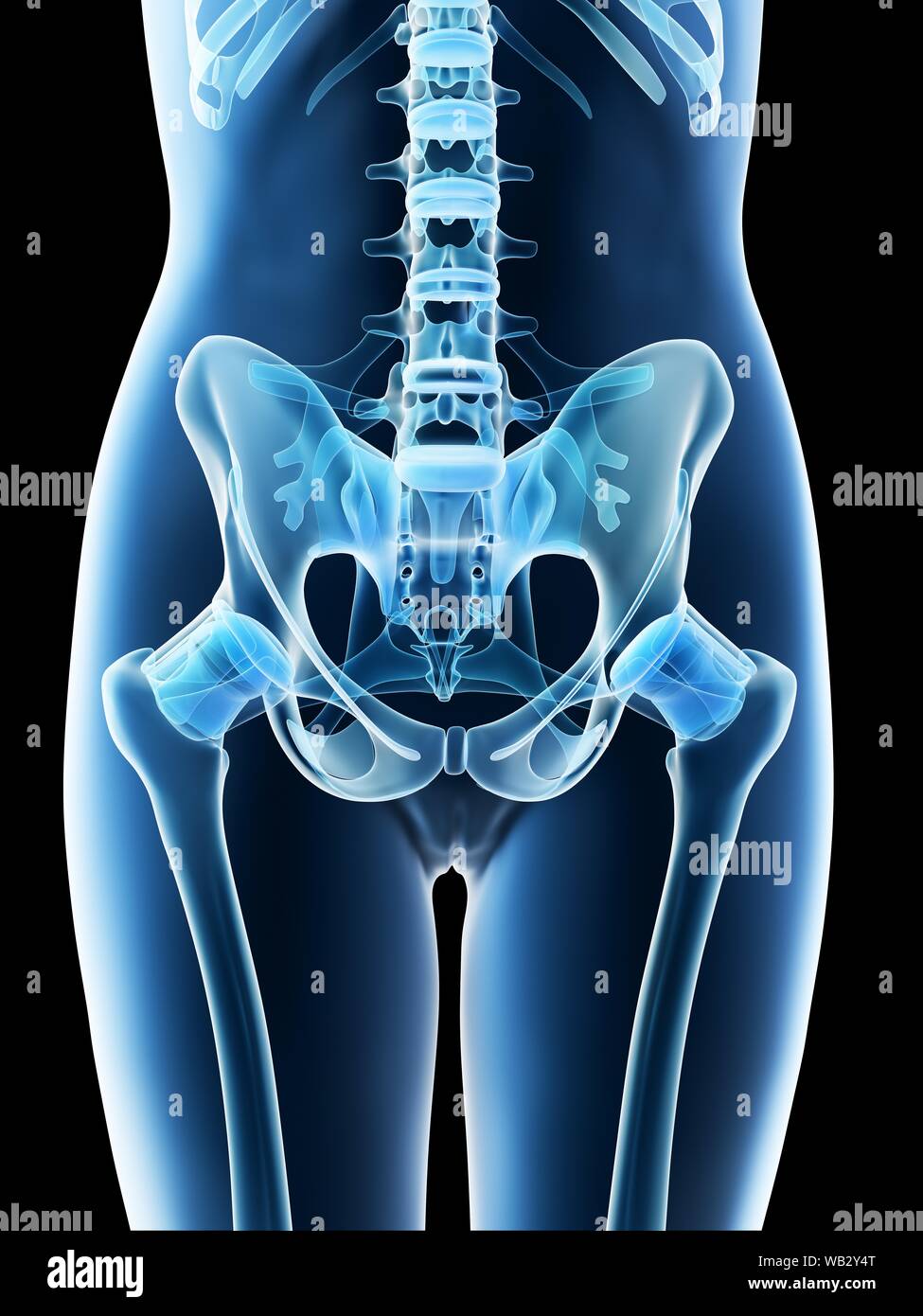 Female pelvis anatomy, computer illustration. Stock Photo