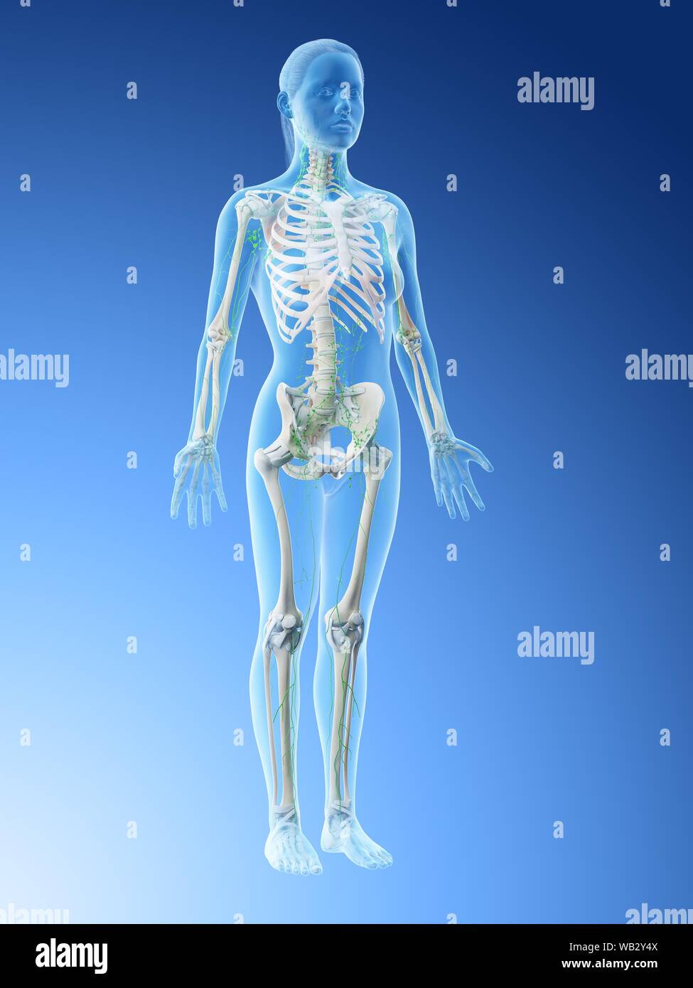 Female lymphatic system, computer illustration Stock Photo - Alamy