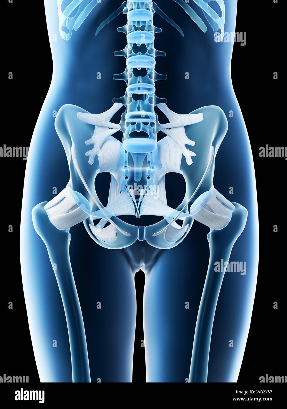 Female pelvis anatomy, computer illustration. Stock Photo
