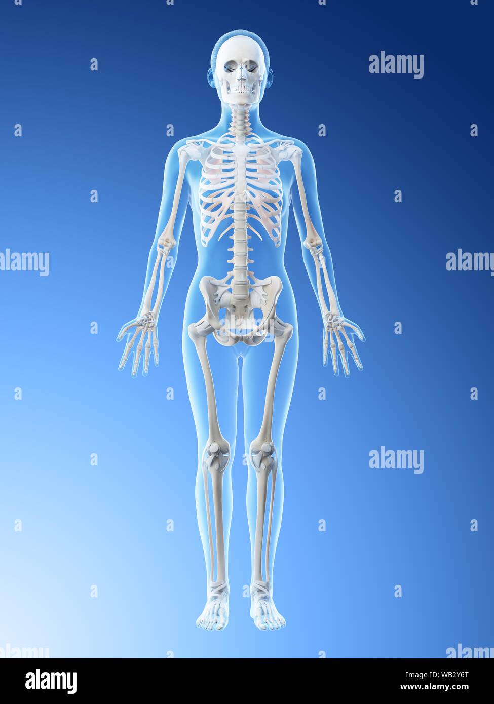 Female skeleton and ligaments, computer illustration Stock Photo - Alamy