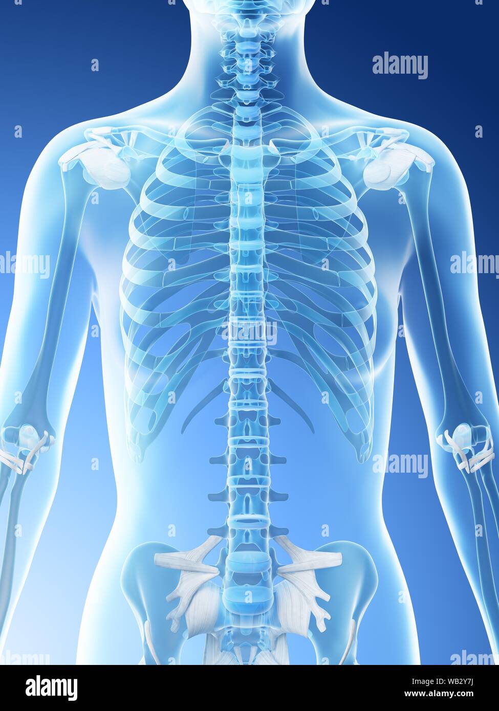 Female upper body bones, computer illustration. Stock Photo