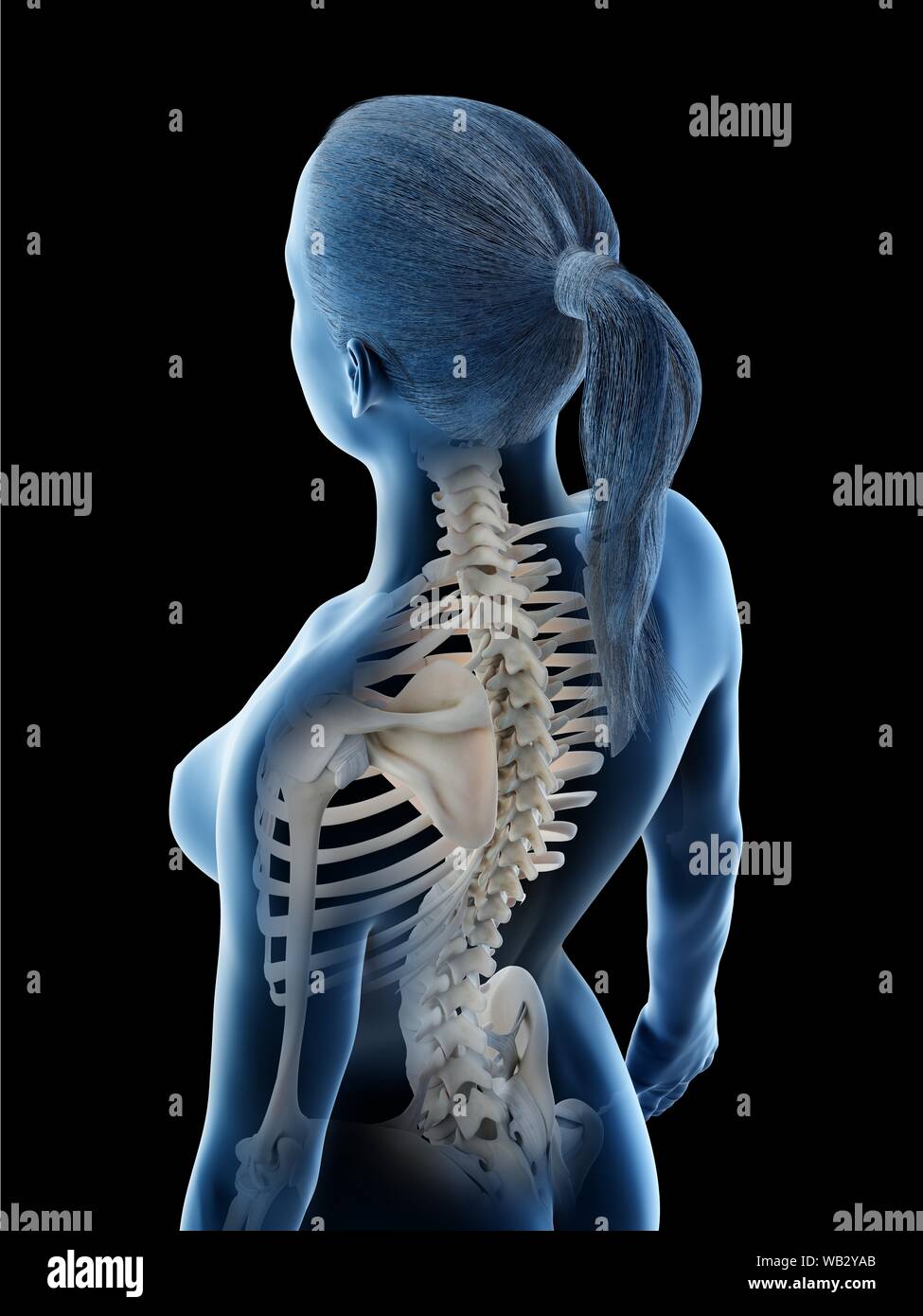 Female Back And Neck Anatomy Computer Illustration Stock Photo Alamy
