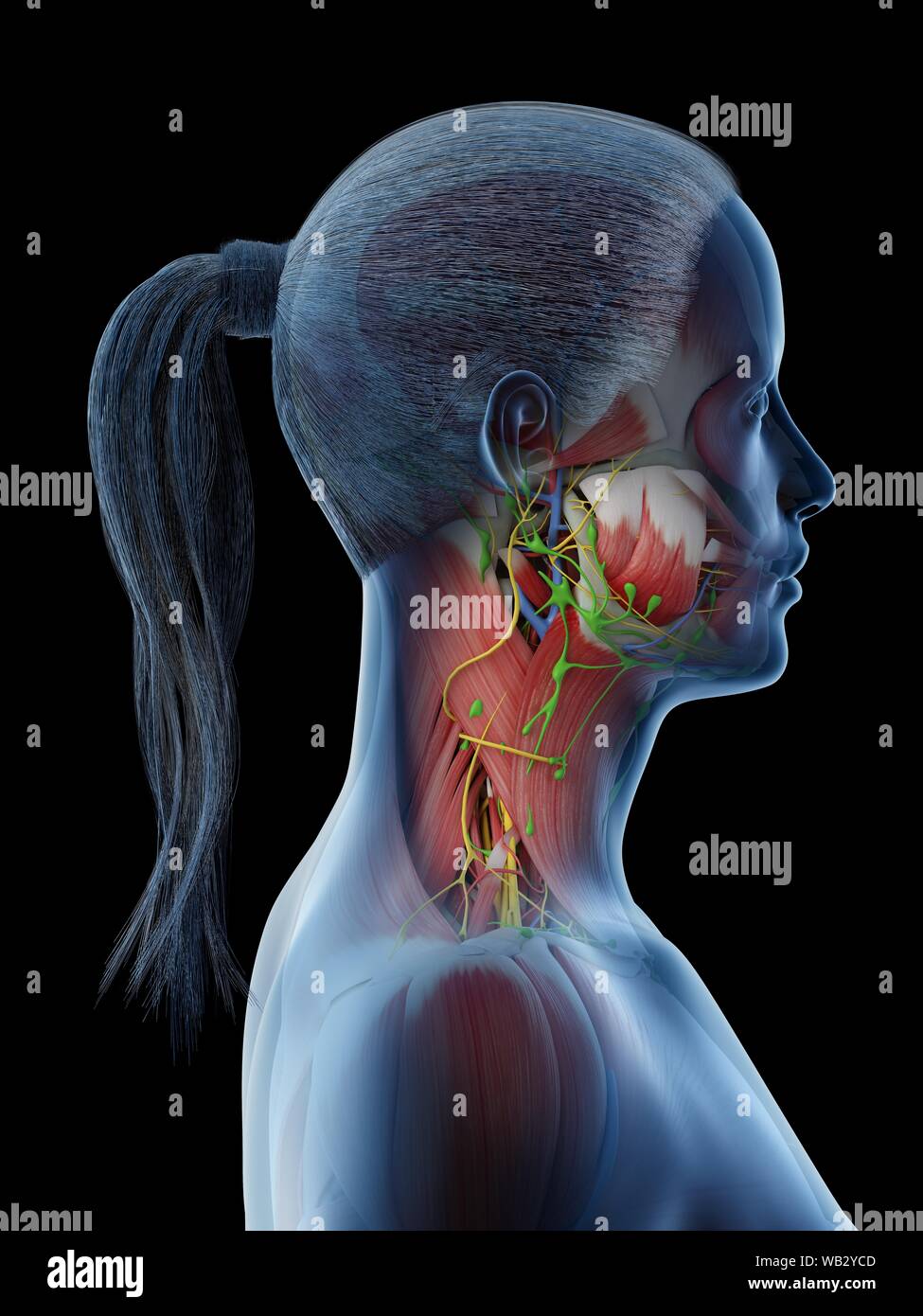 female-neck-anatomy-computer-illustration-stock-photo-alamy