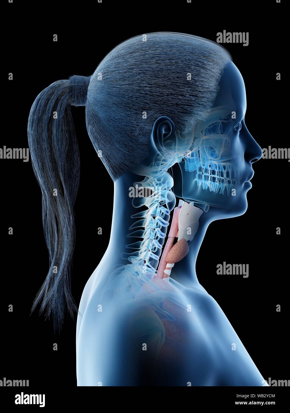 Female neck anatomy, computer illustration. Stock Photo