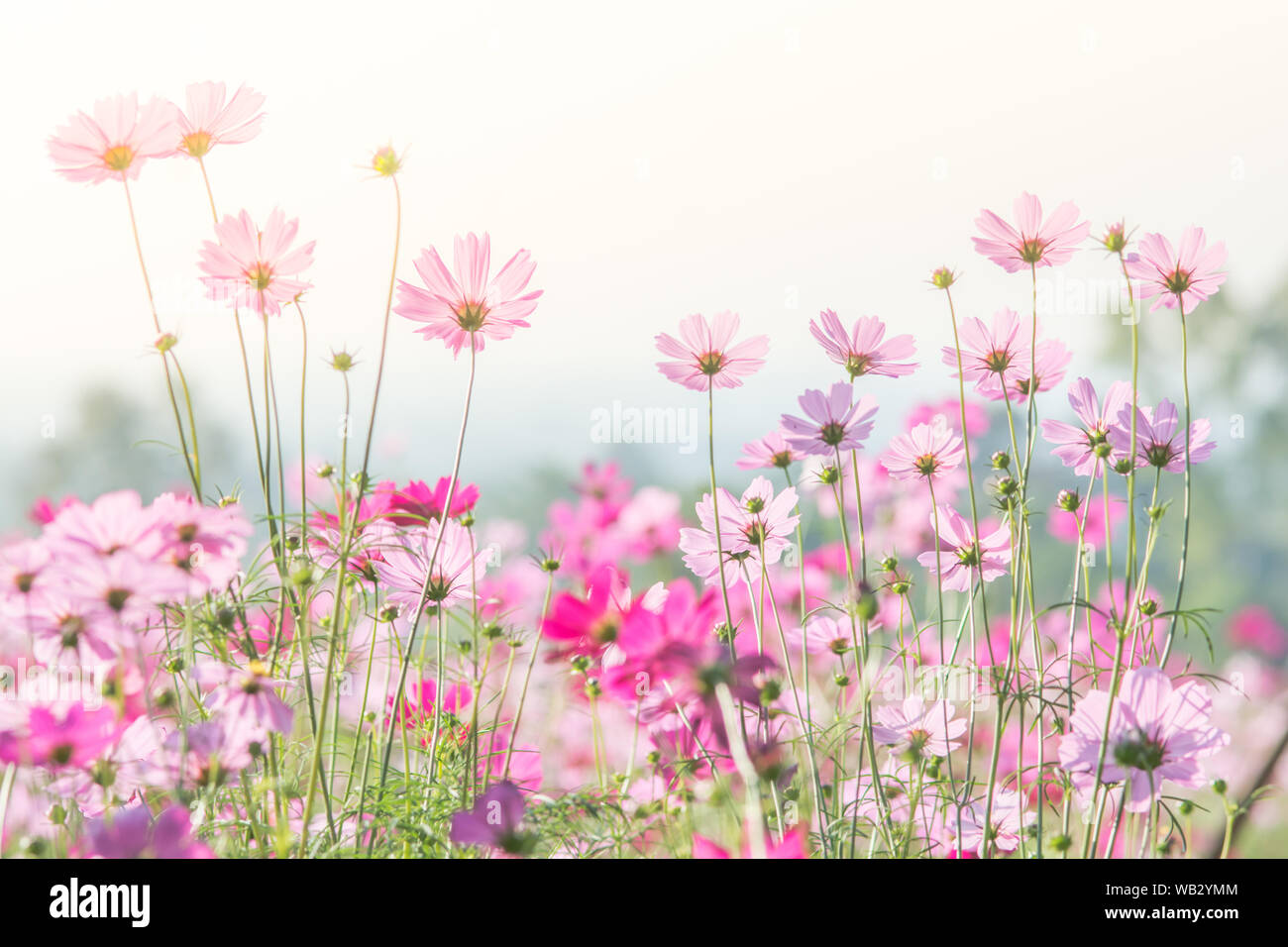 Cosmos flowers in nature, sweet background, blurry flower background