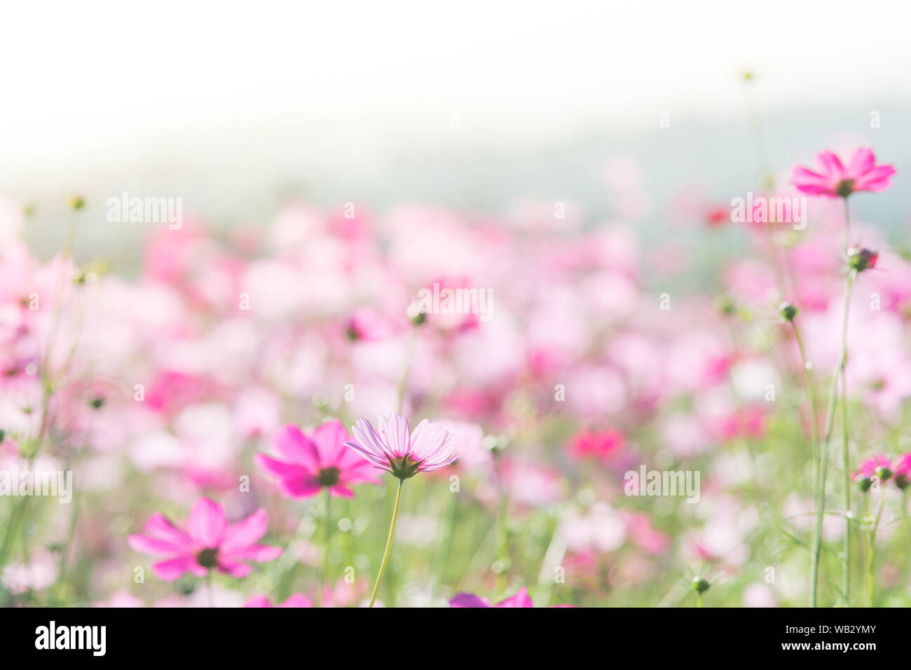 Cosmos flowers in nature, sweet background, blurry flower background, light pink and deep pink cosmos Stock Photo