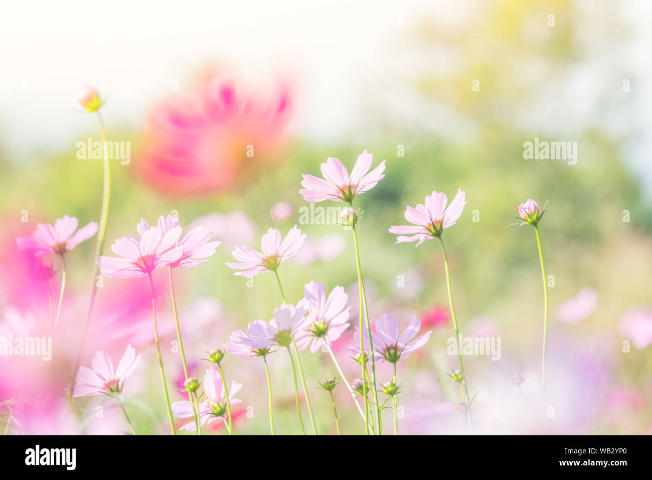 Cosmos flowers in nature, sweet background, blurry flower