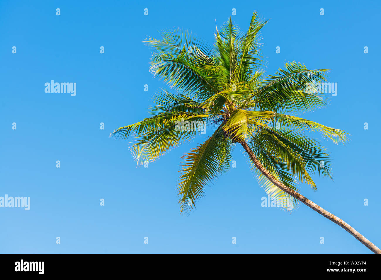 Silhouette of a tropical palm tree against a blue background, Corcovado national park, Costa Rica. Stock Photo