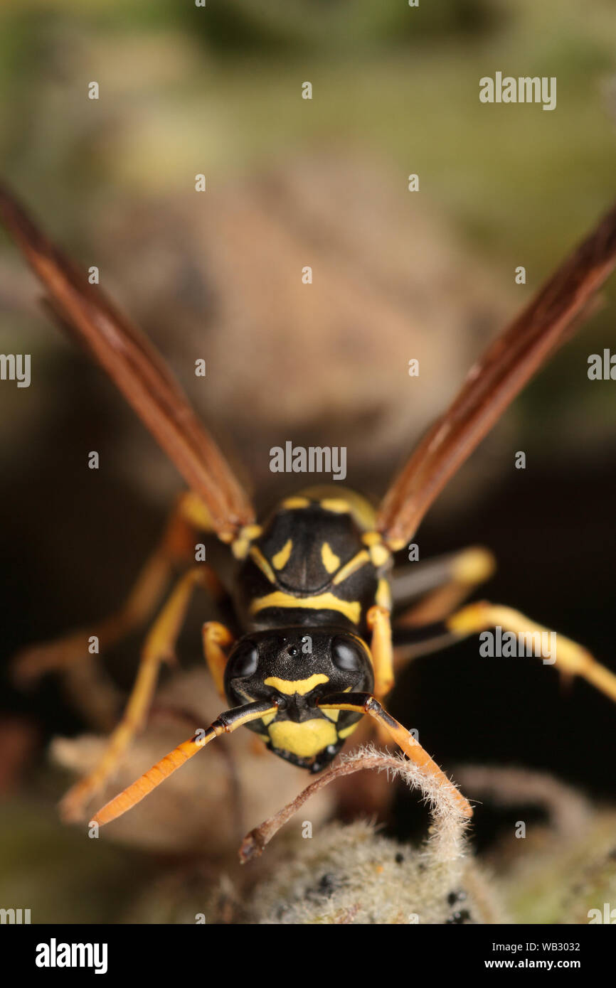 A head-on view of a German paper wasp (Polistes dominula). Stock Photo