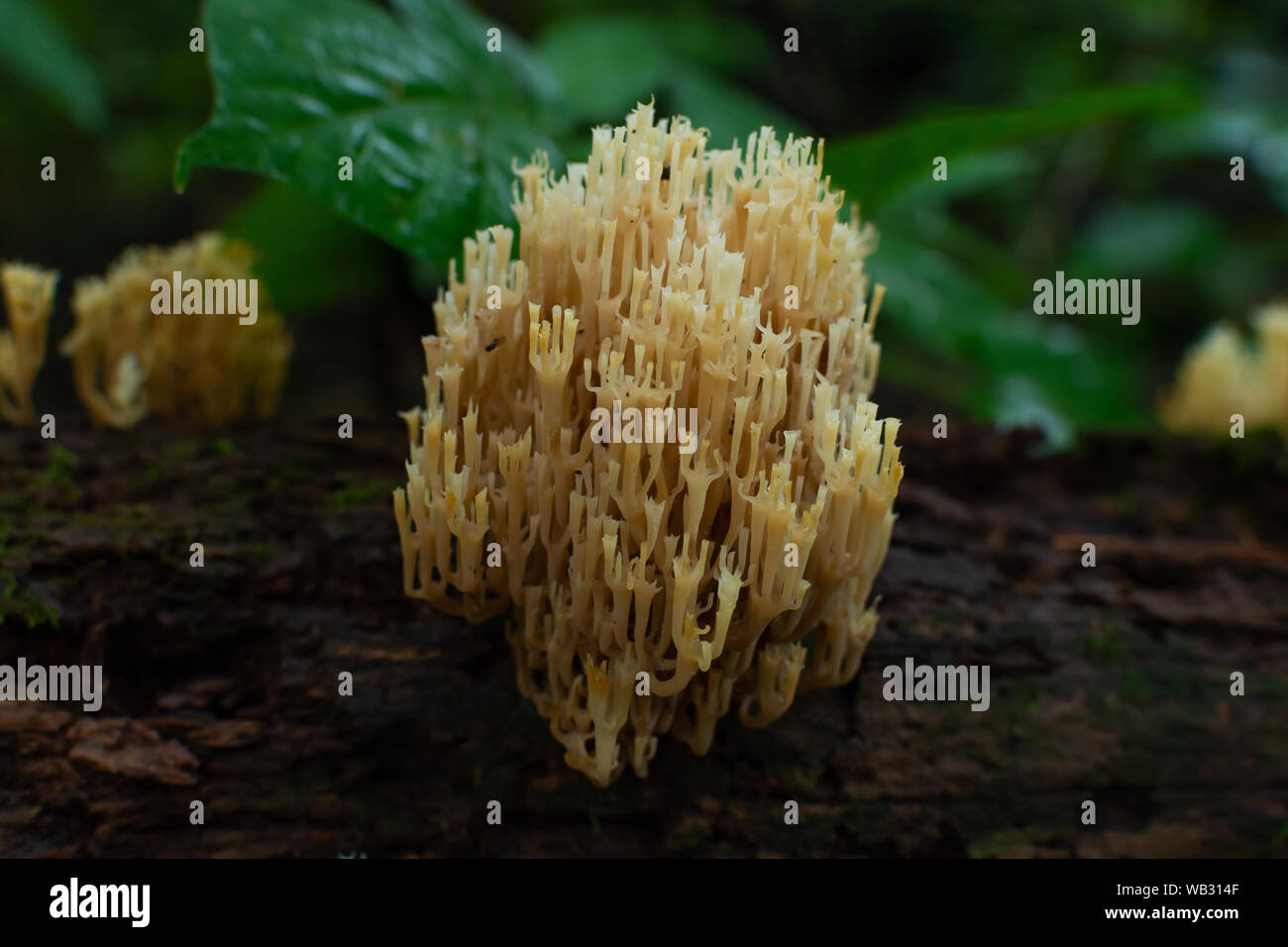 Coral mushrooms growing on fallen tree.  Castle Rock State Park, Illinois, USA Stock Photo