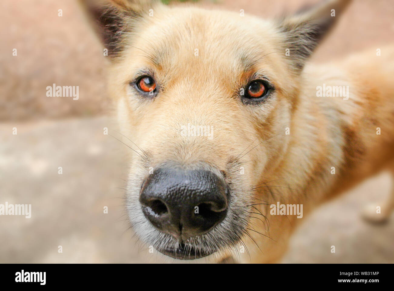 Dog's eyes are full of questions and want to fight. He's also a man's best friend too. Stock Photo