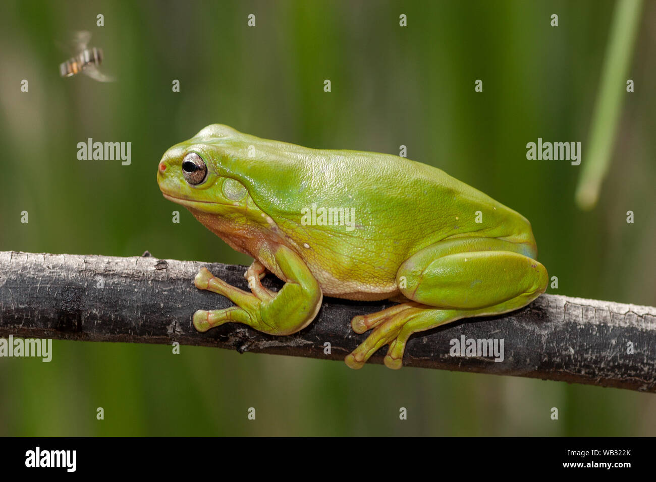 Australian Green Tree Frog waiting for an insect to eat Stock Photo Alamy