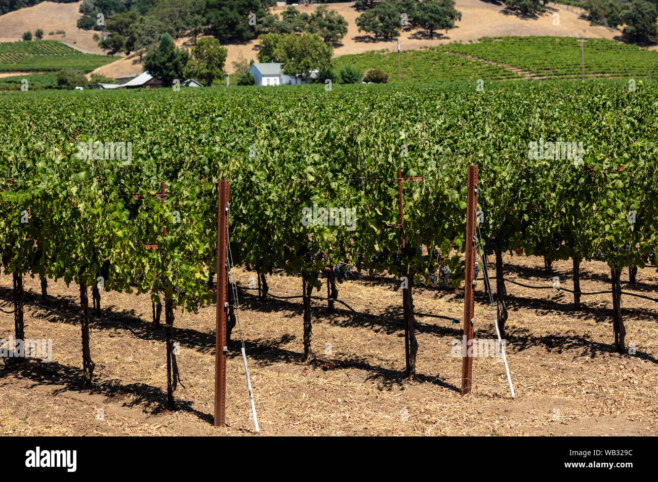 Healdsburg, CA August 13, 2019 A view of the ultramodern and