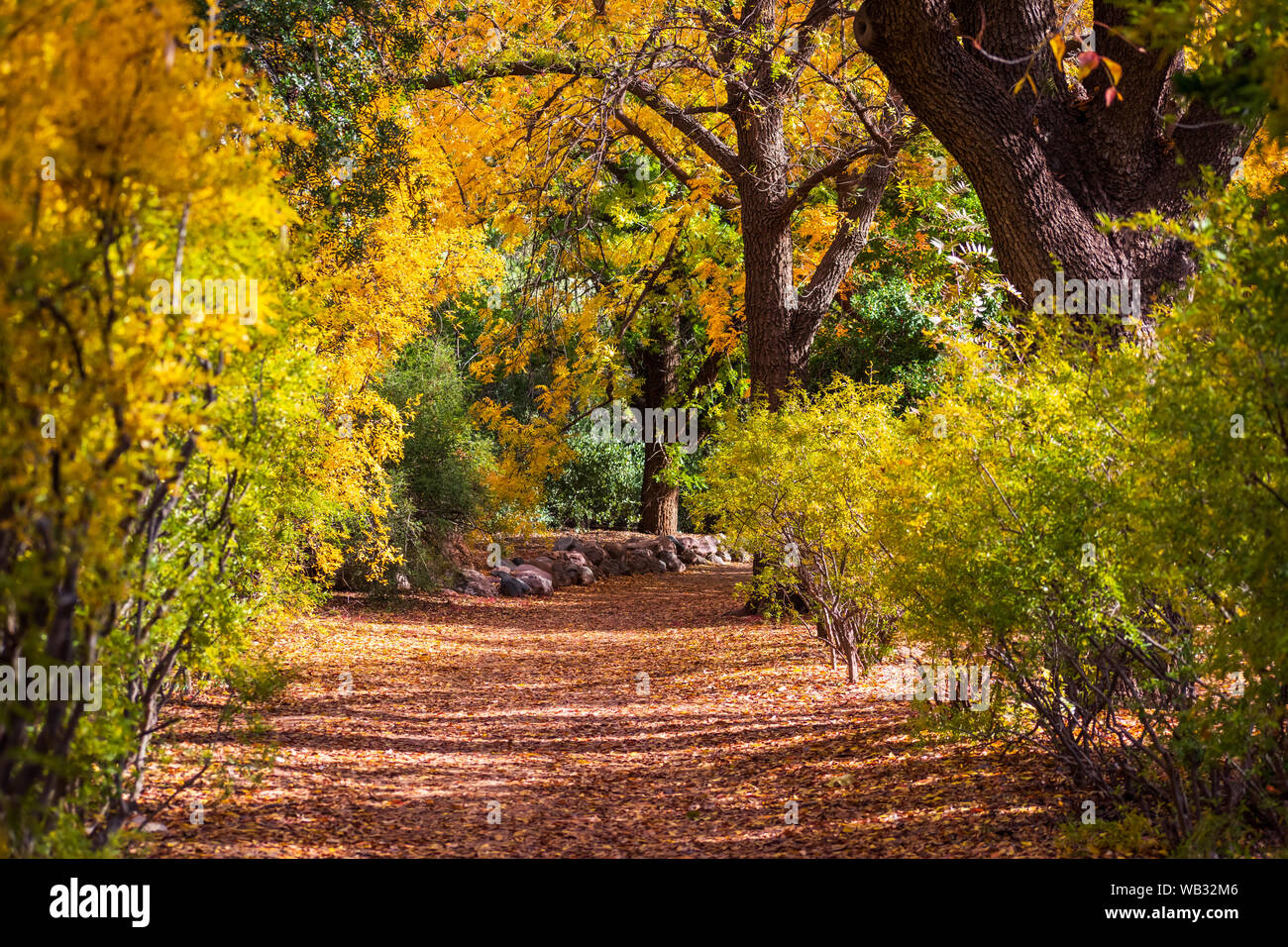 Colorful autumn leaf-strewn path inside of Boyce Thompson Arboretum in Superior, Arizona. Stock Photo