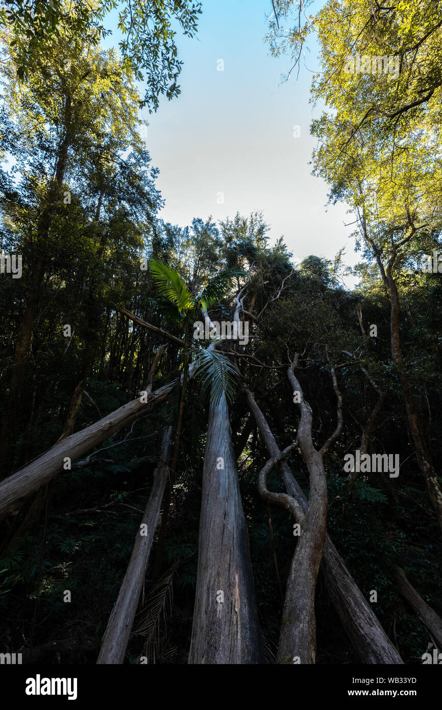 Trees fallen over in a forest Stock Photo
