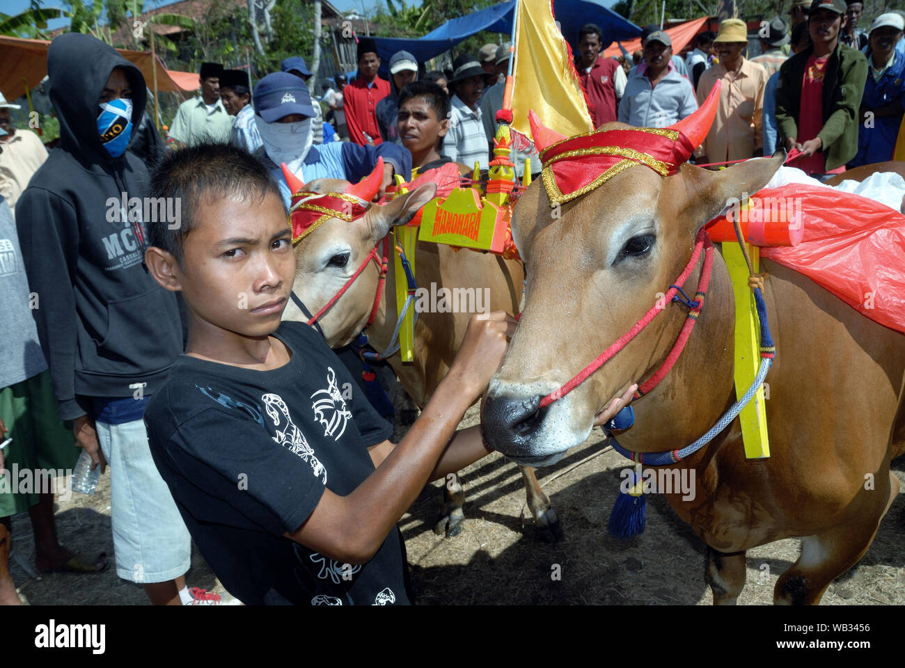 Karapan Sapi, bull race in Madura island, Indonesia Stock Photo