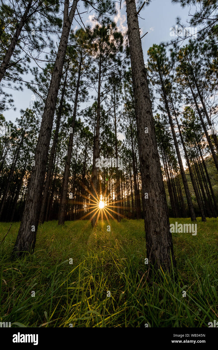 Pine and sunset hi-res stock photography and images - Alamy