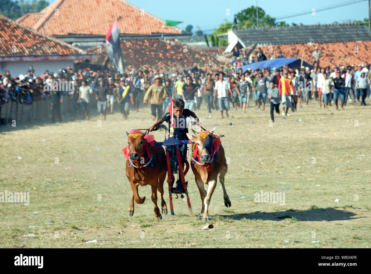 Karapan Sapi, bull race in Madura island, Indonesia Stock Photo