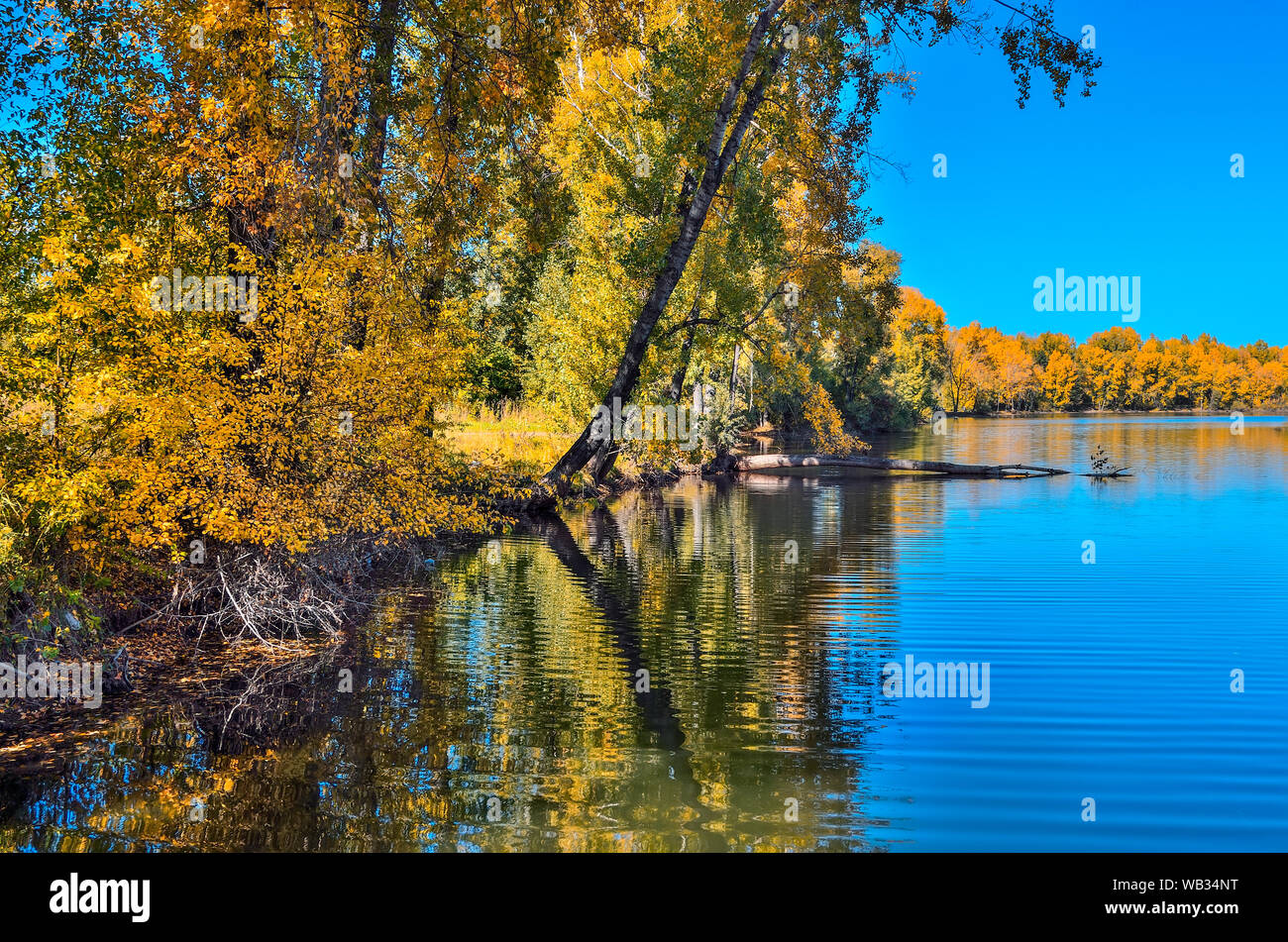 Golden foliage of fall trees around the lake reflected in blue water - autumn picturesque landscape at warm sunny september weather with clear blue sk Stock Photo