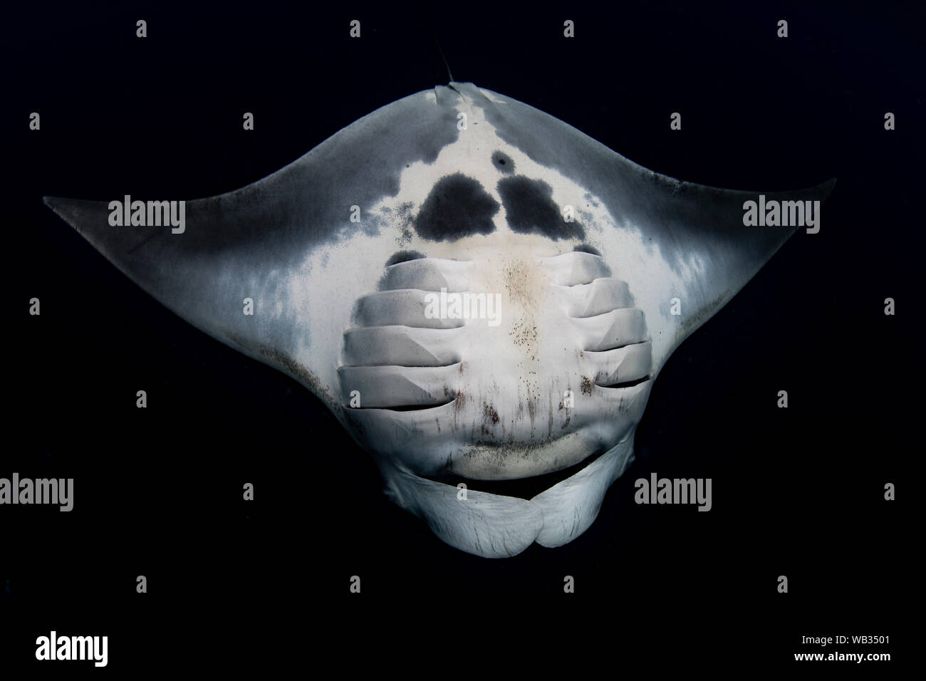 Manta Ray doing acrobatics with black background, belly shot Stock Photo