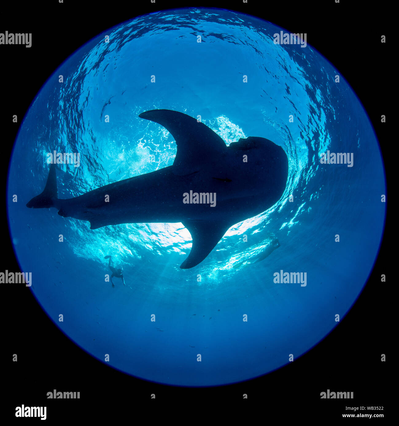 Whale shark silhouetted in Snell's window fisheye with young snorkeler Stock Photo