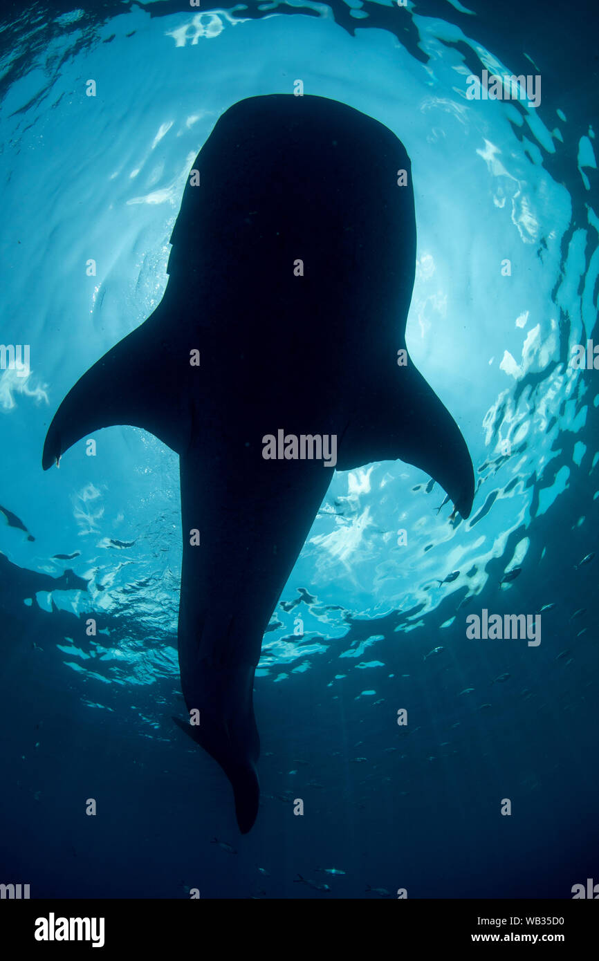 Whale shark silhouetted in Snell's window Stock Photo