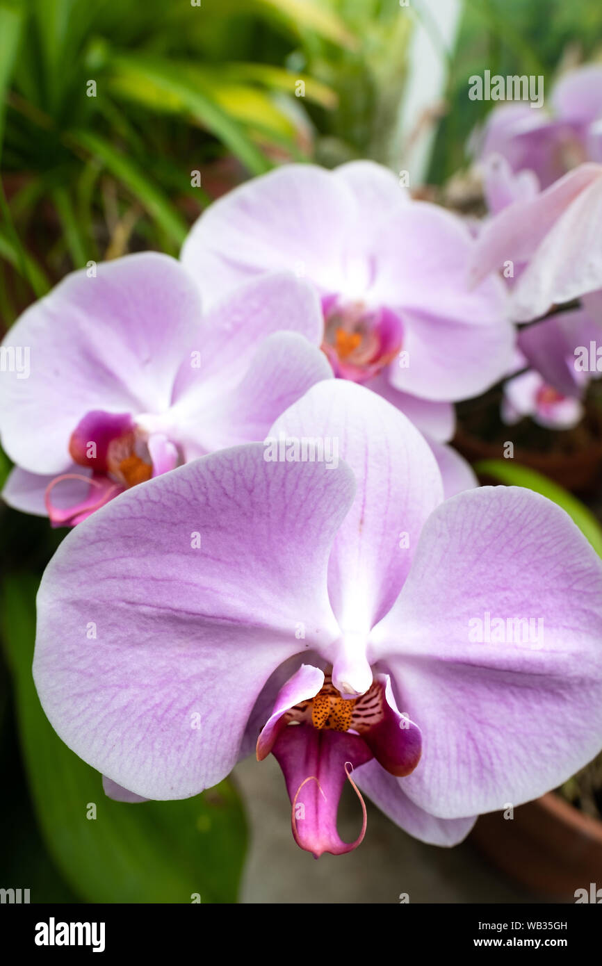 What Is A Blooming Orchid