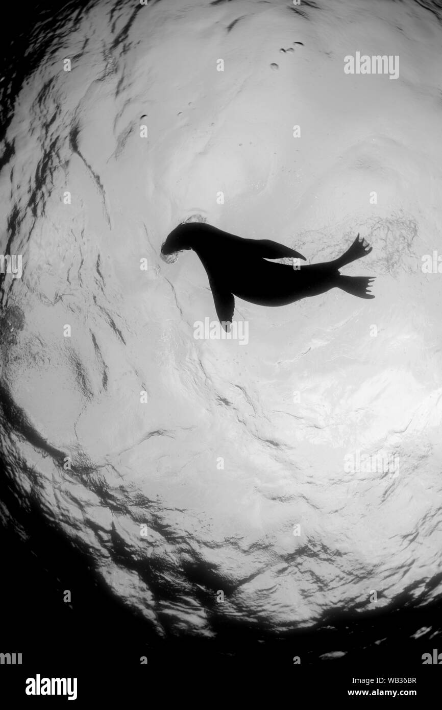 A playful sea lion peers down from above in black and white, in Snell's window Stock Photo