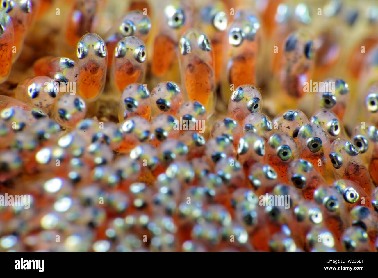 Anemonefish eggs with eyes Stock Photo