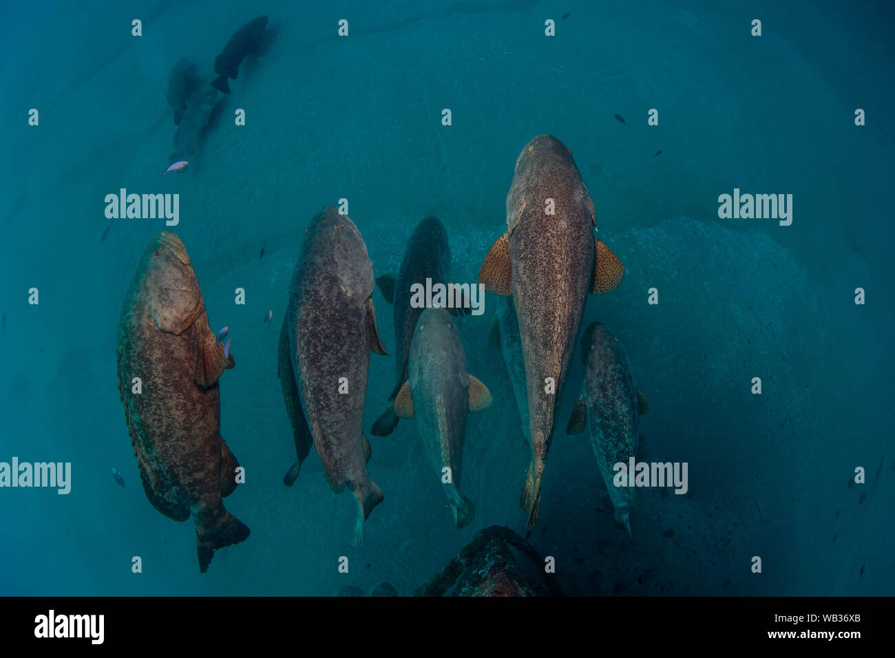 Goliath Grouper congregate at the bow of the Ana Cecilia, West Palm Beach Florida. Stock Photo