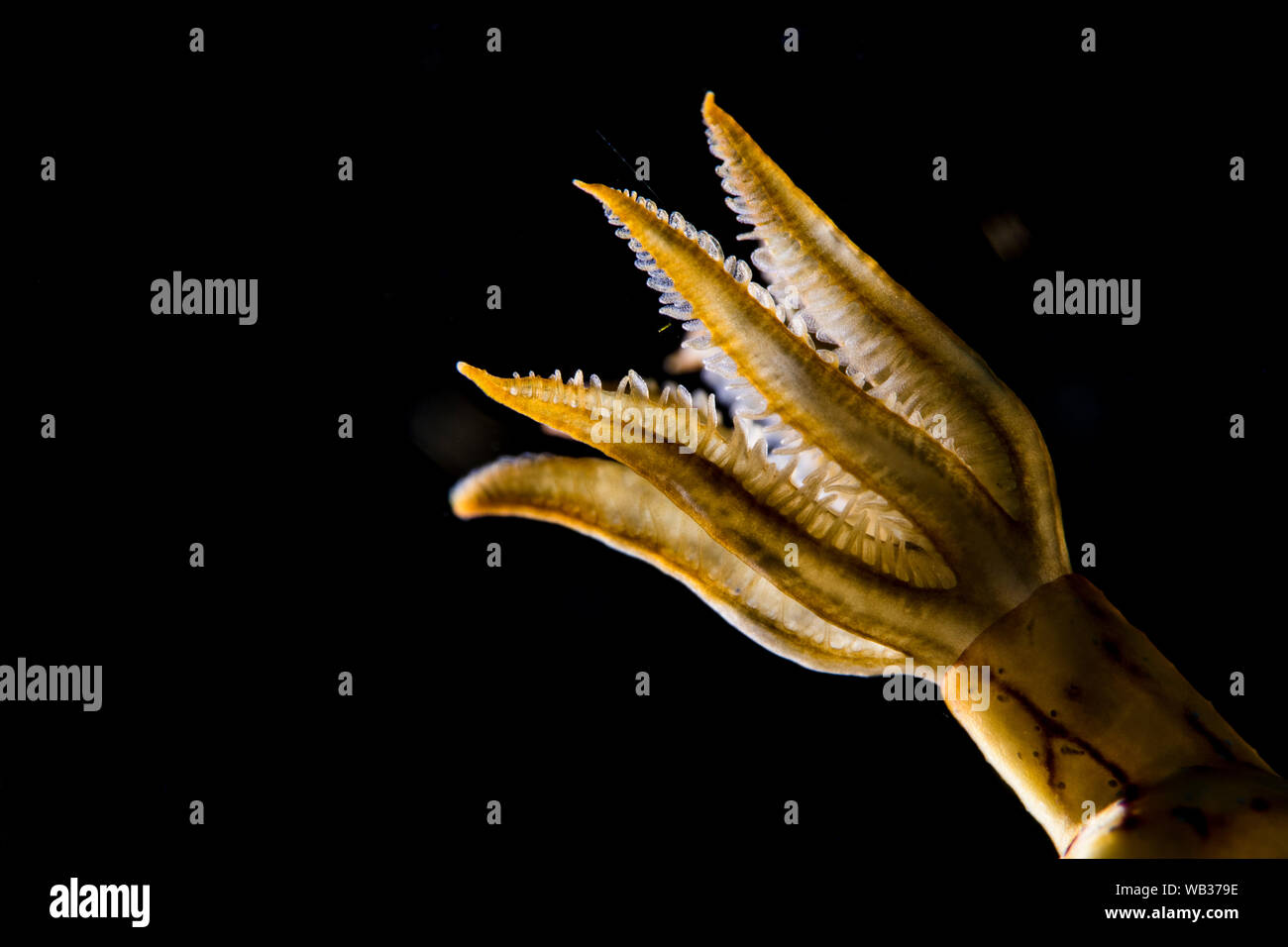 A Dorid Nudibranch's Hills Lit from the Side with Black brackground, Anilao Philippines Stock Photo
