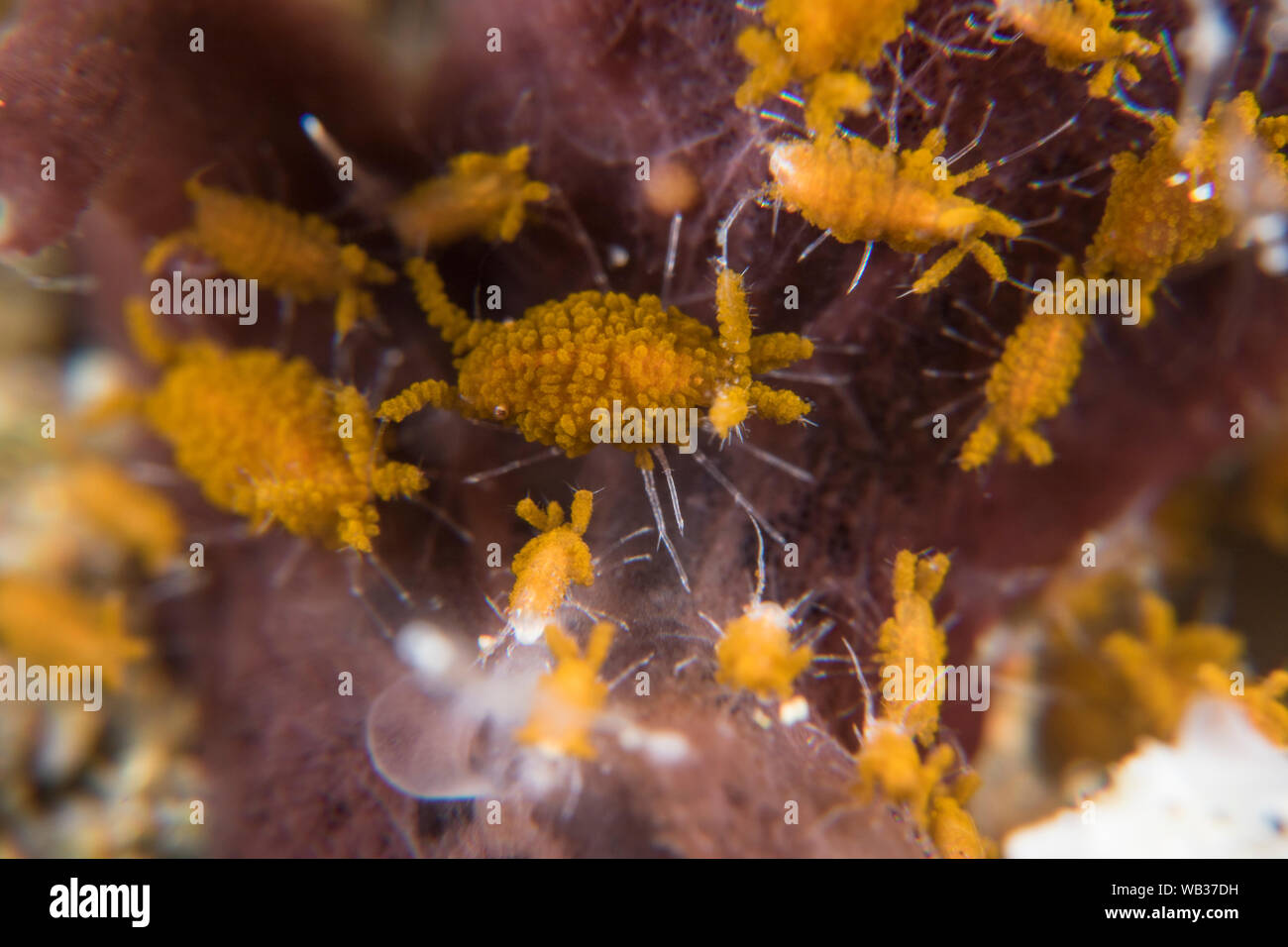 Tiny Sponge Isopods (Santia) Cling to Sponge in Super Macro, Stock Photo
