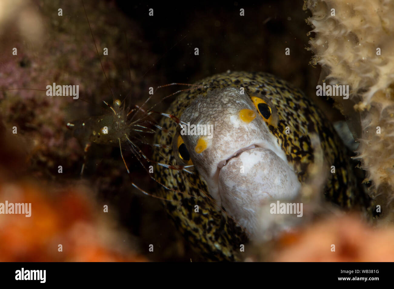 Snowflake Moray Eel, Being Manicured by a Cleaner Shrimp, Anilao Philppines. Stock Photo