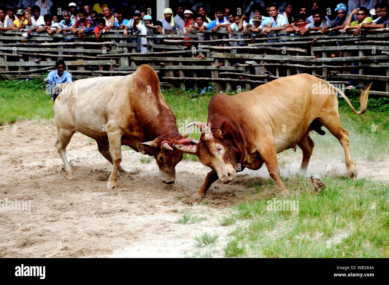 Tlay Bull Hat yai bull fighting hi-res stock photography and images - Alamy