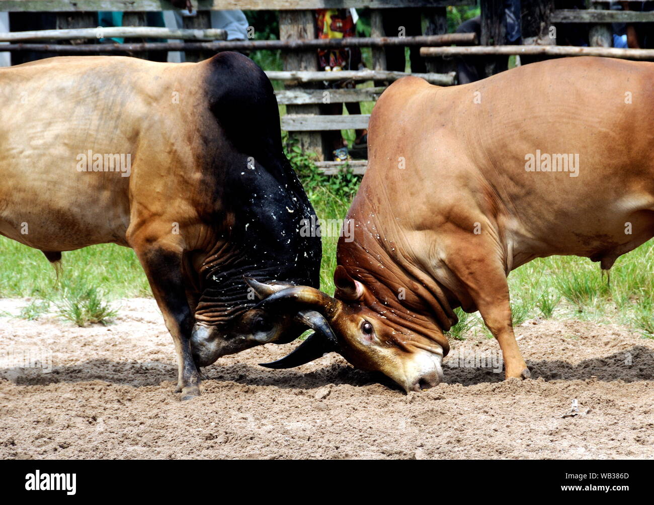 Tlay Bull Bull fighting in Hat Yai, south Thailand Stock Photo - Alamy