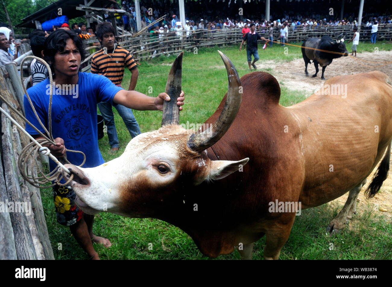 Bull fighting in Hat Yai, south Thailand Stock Photo - Alamy