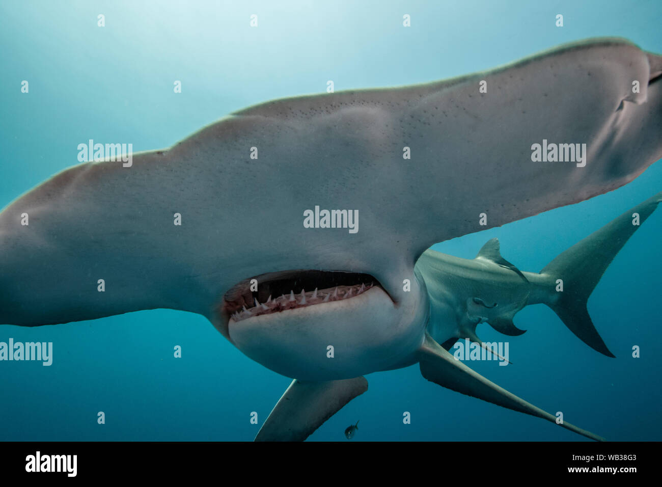 Hammerhead Shark Face Close Up, Jupiter, Florida Stock Photo Alamy