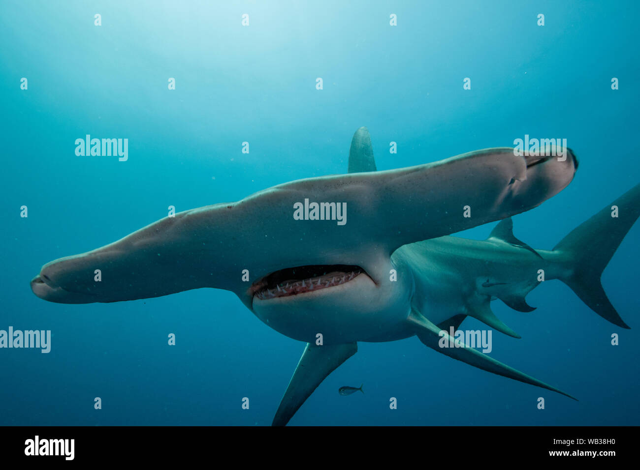 Hammerhead Shark Face Close Up, Jupiter, Florida Stock Photo