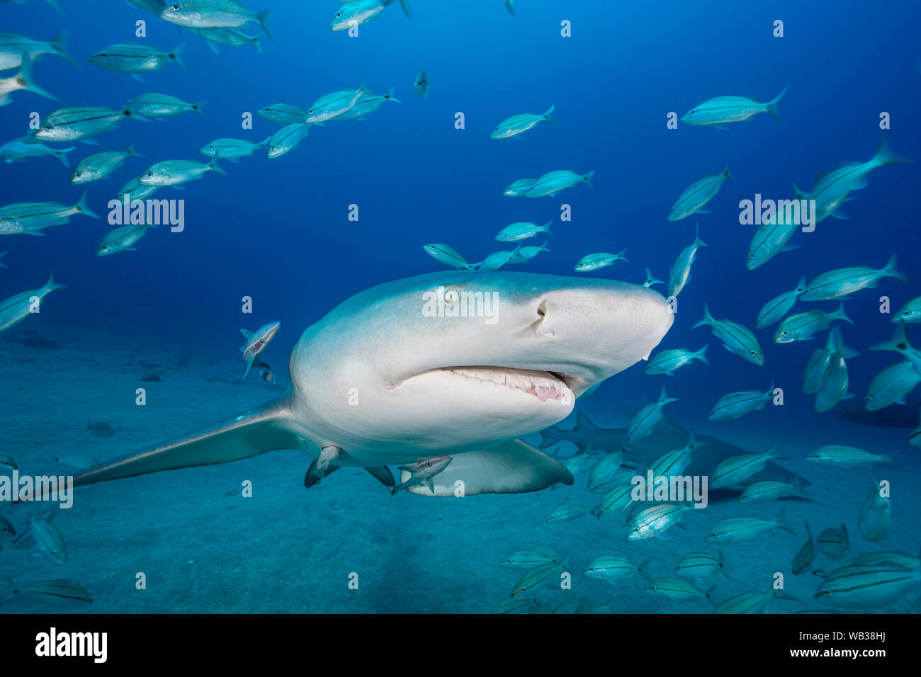 Lemon shark face with grunts hires stock photography and images Alamy