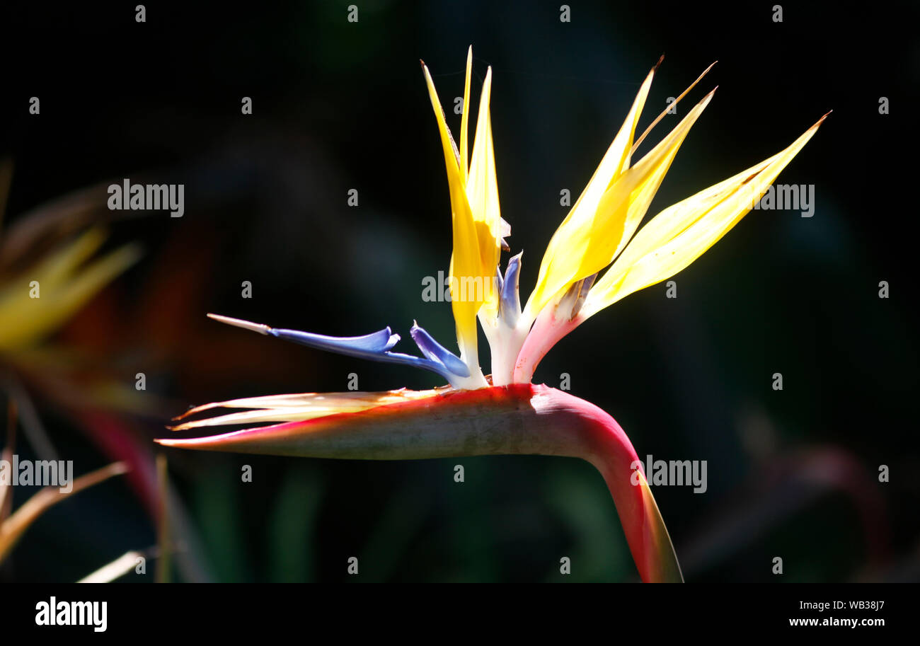 A Bird of Paradise is seen in South Africa Stock Photo - Alamy